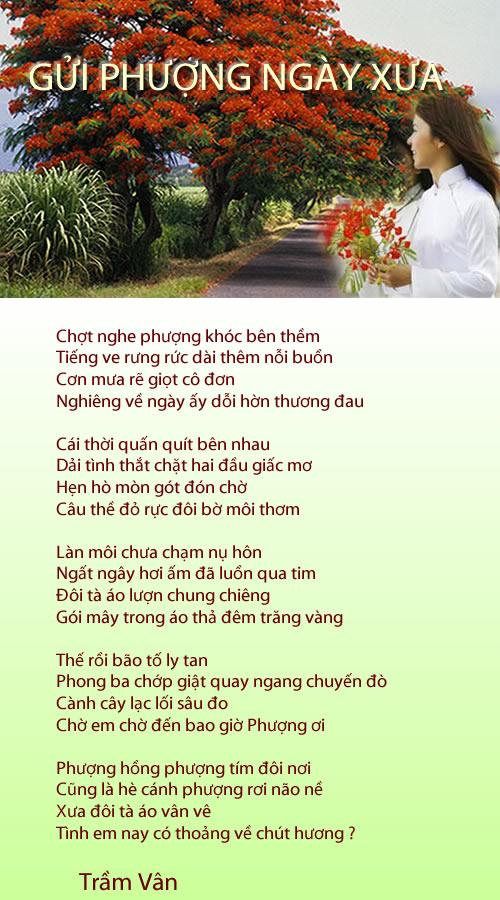 gởi phượng ngày xưa